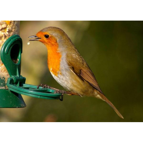 A Robin feeding by Nicola Main - Robins love our Robin and Tit food