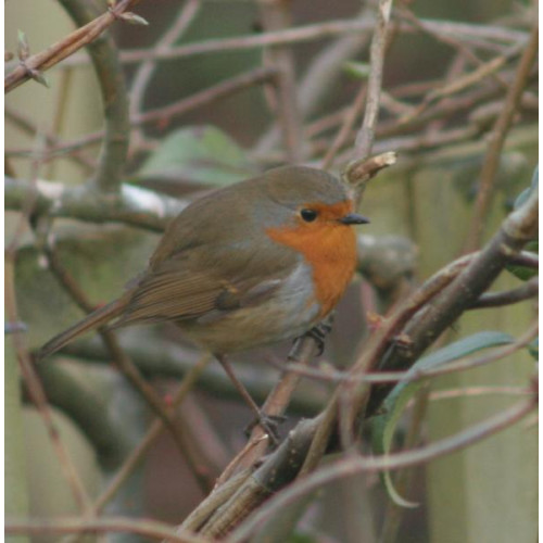 Robin by Jo Mills - Robin and Tit mix, wild bird food, garden bird food, returnable packaging, wild bird food suppliers