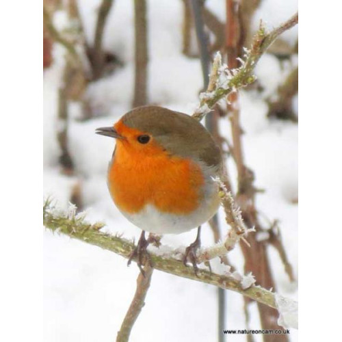 Stunning Robin by Greg Laver