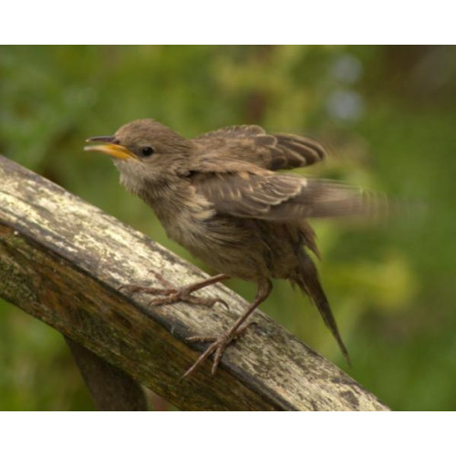 Juvenile Rose coloured Starling - By Louise Snelson