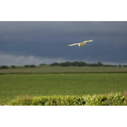 Shropshire Barn Owl by Jill Barrow - Hunting to feed new chicks