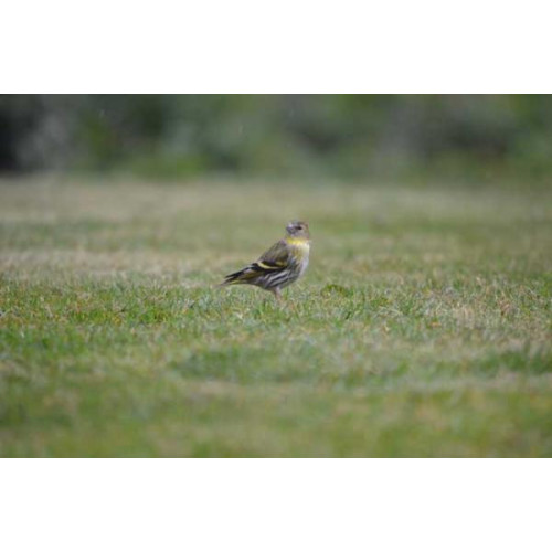 Siskin by Will Hare - Wild bird food and wildlife food as well!