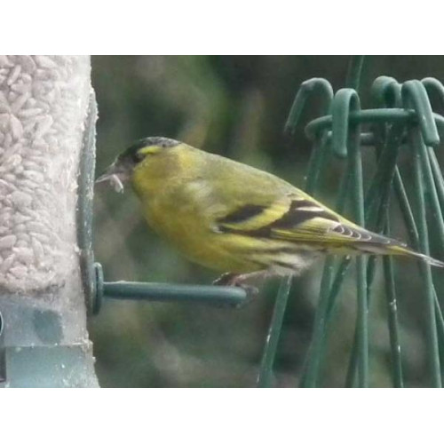 Siskin by Glyn Jones - As Glyn's caption said - Siskins love sunflower hearts!