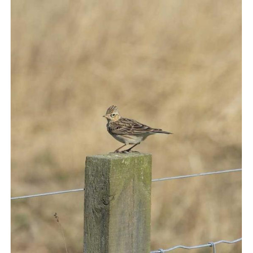 Skylark - Male Skylark on the lookout