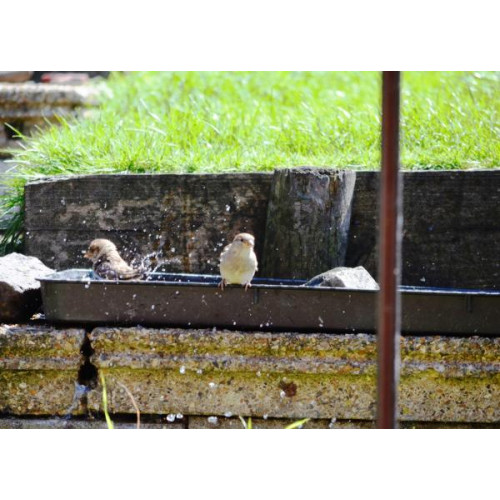 Sparrow shower time by Will Hare - Sparrows eat No Mess wild bird food