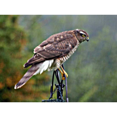 Female Sparrowhawk by Glyn Jones - Another contribution from Glyn at Lockley Wood. Also recently at BBF HQ