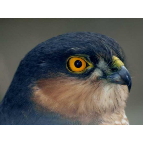 Sparrowhawk by G Jones - A beautiful close up