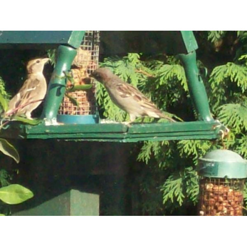 All the Sparrows by Peter Webb - Sparrows eat wild bird food