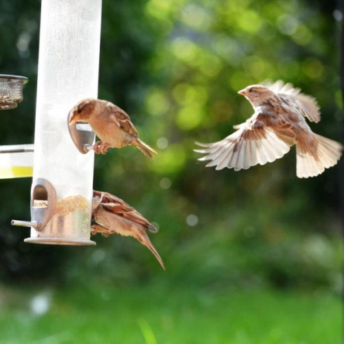 Sparrows in flight by Will Hare - Sparrows eat Winter mix wild bird food