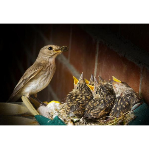 Spotted Fly-Catcher - Garden Bird Food - Spotted Fly Catcher - in demand!