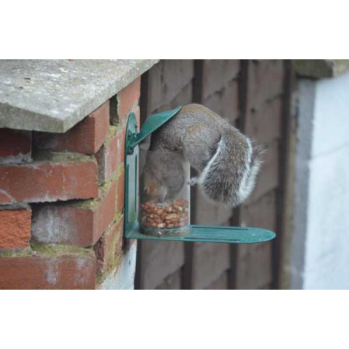 Squirrel By Will Hare - Squirrel food as well as wild bird food!