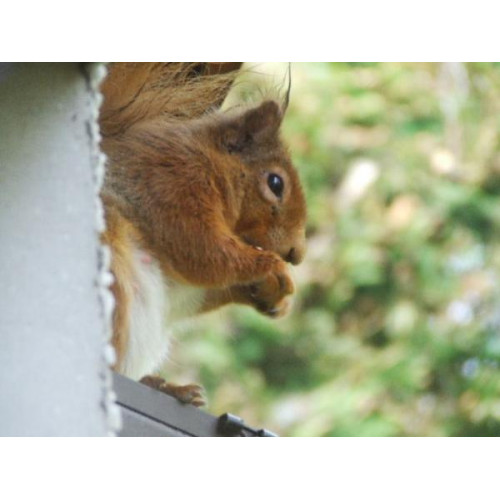 Squirrel eating by Daphne Ritchie - The birds are just going to have to wait!