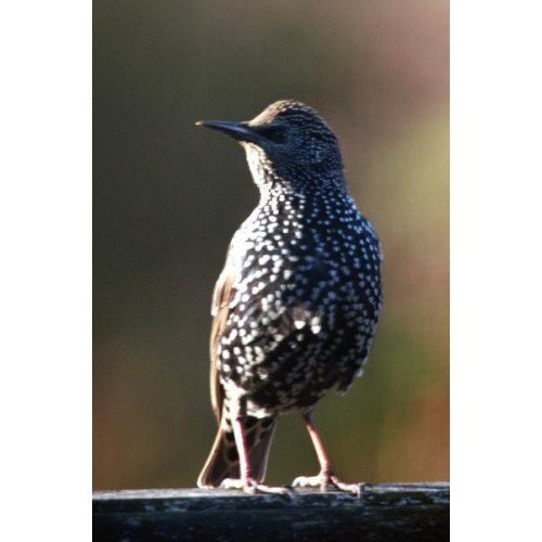 Starling by Margaret Clifford - Starlings eat suet pellets from British Bird Food