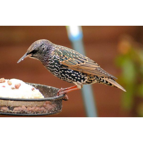 Starling by Barry Woodhouse - Starlings eat suet pellets