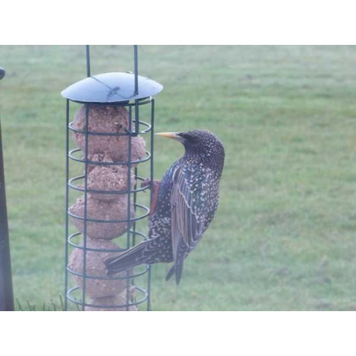 Starling on feeder by Eddie Sibley - A less frequent sight these days. This one is enjoying some fat balls, a favourite of starlings!