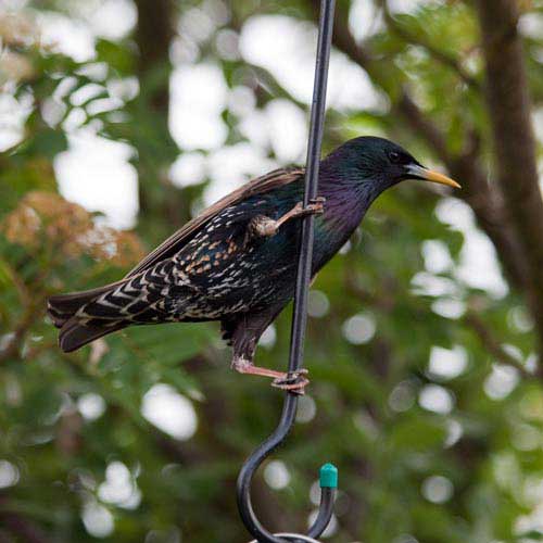 Starling by Roy Hill - Starlings love suet blocks