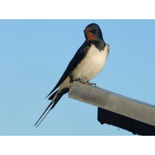 Swallow - A Swallow taking a rest