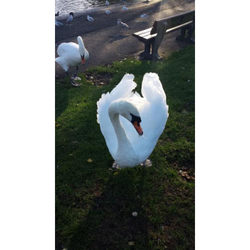 Swans in Apex park by Pauline Russell