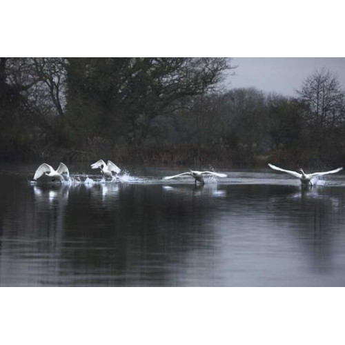 Swans in Flight by Jill Barrow - Time for take off!!