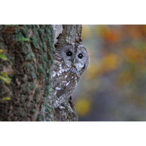 Tawny Owl - Feeders and Accessories - I spy..........