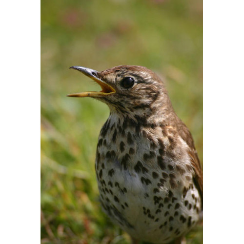 Thrush - Blackbird and Thrush Food - Song Thrush in fine voice