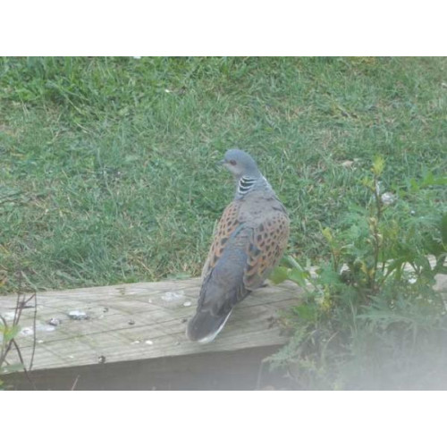 Turtle Dove by Eddie Sibley - Even Doves love big bird food!