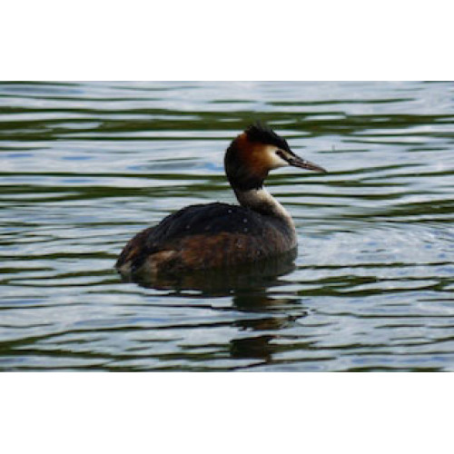 Great Crested Grebe by Karen Wood - Great Crested Grebe - looking gorgeous