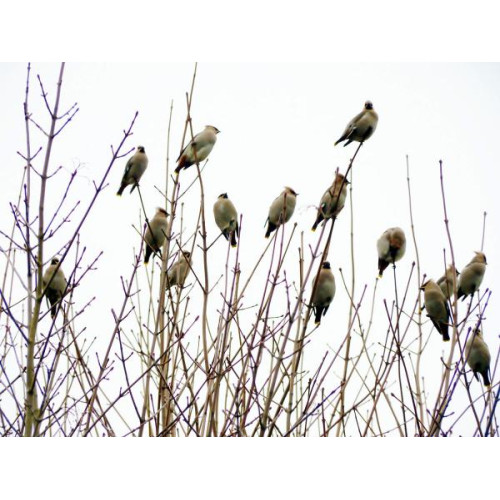 Waxwings by Matt Pollock - Wild birds eat high energy seed from British Bird Food