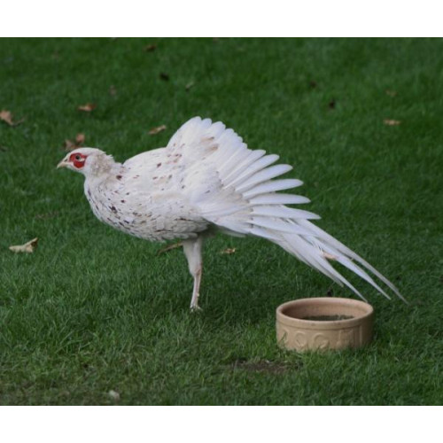 White Cock Pheasant by Catherine Webster - I am quite happy to dance for my supper!