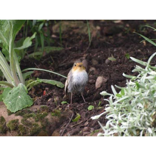 White Robin by Glyn Jones - Robin and Tit food is loved by all Robins.