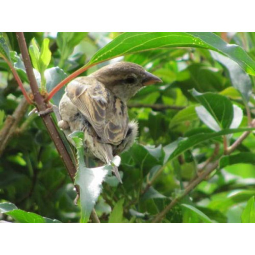 Poser - by Joe Dee Phoenix - Wild bird seed is good for all birds in your garden. British Bird Food supply wild bird food in returnable packaging.