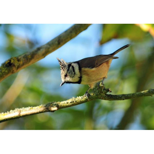 By Robert Hamilton - Garden Birds eat Wild Bird Food