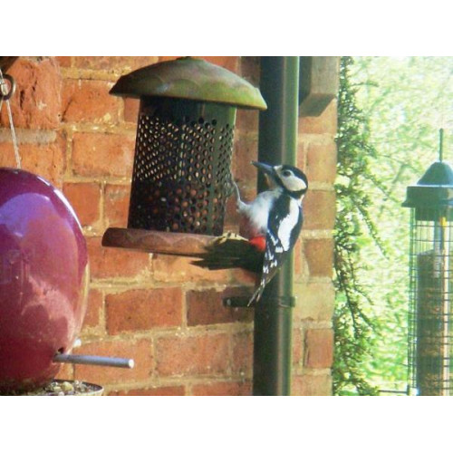 Woodpecker by Shona Smith - Woodpecker on the peanuts, by Shona smith