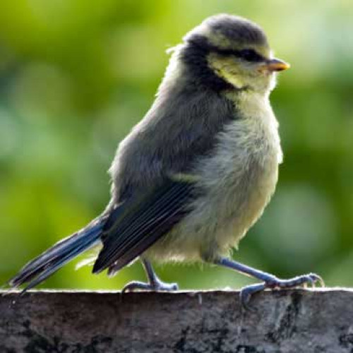 Young Blue Tit by Roy HIll - Loves Robin and Tit food with mealworms