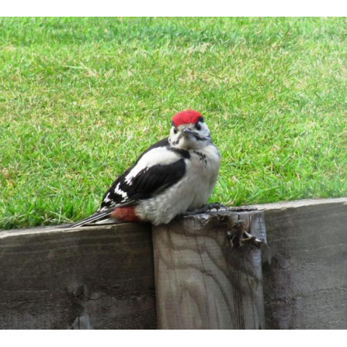 Young Greater Spotted by Will Hare - Woodpecker's love Peanuts