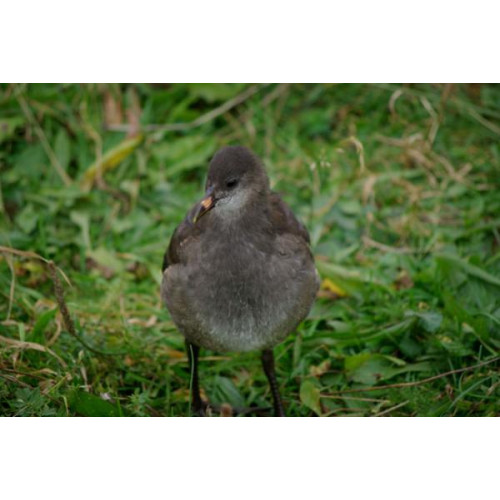 Young Moorehen by Julian Taylor - A young Moorehen