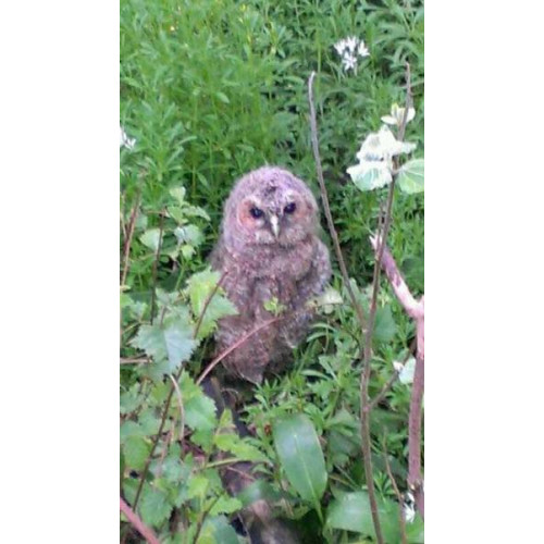 Young Owl by Craig Woolley