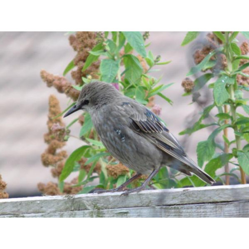 Young Starling by Philip Standring - Young Starling