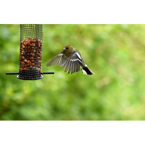 Greenfinch by Ricky