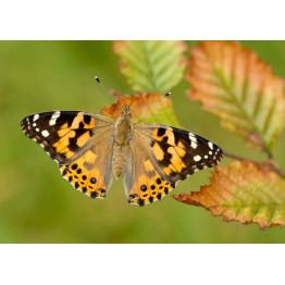 Feeding painted ladies!